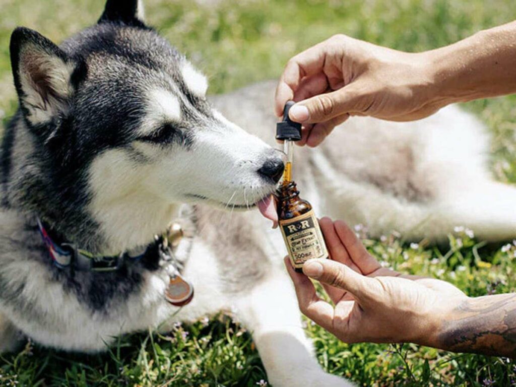 Common Questions about CBD Oil for Dogs