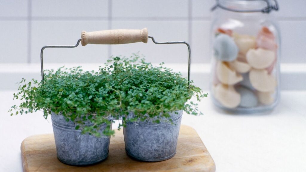 Moss Makes Gardening Easier Than Ever